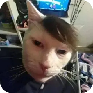 🤳 cat, animal, meme, humor, pet telegram sticker
