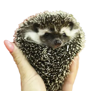 ❤️ hedgehog, animal, cute, pet, small telegram sticker