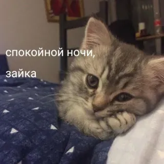 🥱 спокойной ночи, зайка kot, kotek, śpiący, słodki, dobranoc whatsapp sticker