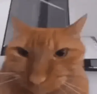 😐 mèo, động vật, thú cưng, màu cam, mèo nhà, động vật có vú telegram sticker