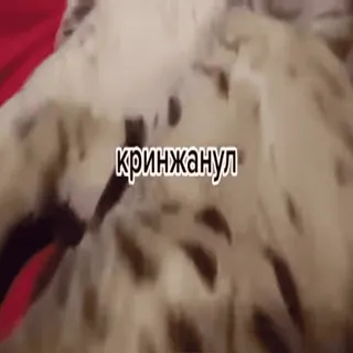 🤯 кринжанул gato, animal, animal de estimação, meme, vergonha alheia telegram sticker