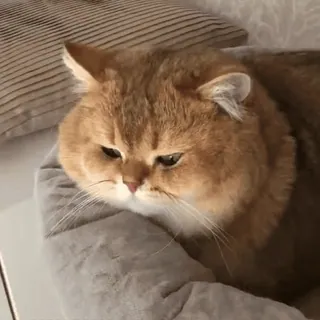 🐾 Katze, Haustier, Tier, Hauskatze, süß, goldene Katze telegram sticker