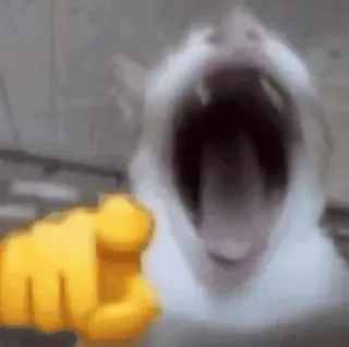 🌟 cat, pointing, gesture, meme, angry, yelling whatsapp sticker