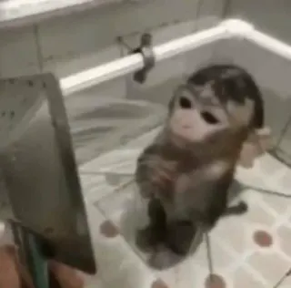 macaquinhos fofinhos 🙈 telegram stickers