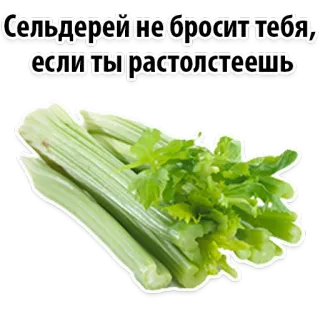 😉 Сельдерей не бросит тебя, если ты растолстеешь aipo, legume, comida, saudável, dieta, frase, russo, texto telegram sticker