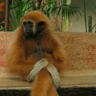 🙉 Affe, Tier, Gibbon, Primaten telegram sticker