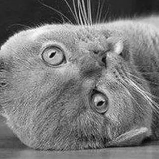 😜 猫, グレー, 動物, ペット, ペット, ネコ科 telegram sticker