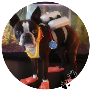 🐶 собака, подводное плавание, дайвинг, домашнее животное, животное, бостон-терьер telegram sticker