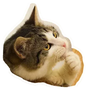 🐱 gato, animal, mascota, gatito, lindo, doméstico, felino telegram sticker