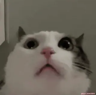 🤯 猫, 宠物, 动物, 可爱, 白猫, 搞笑, 表情包 whatsapp sticker