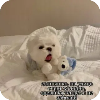 ❤ солнышко, на улице очень холодно, одевайся теплее и не заболей dog, winter, cold, cute, puppy telegram sticker