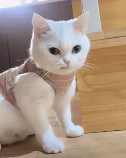 🏵 gato, fofo, animal de estimação, animal doméstico telegram sticker