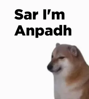 🎭 Sar I'm Anpadh 도지, 밈, 인터넷, 유머, 비꼬기 telegram sticker