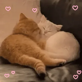 🥰 katzen, liebe, tiere, haustiere, zuneigung, süß, herzen telegram sticker