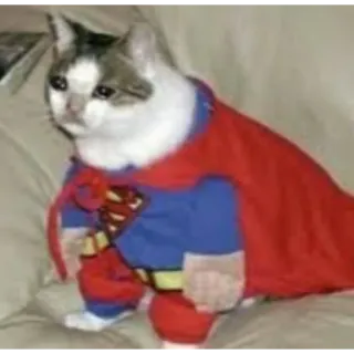 😢 Superman kucing, superman, hewan peliharaan, binatang, pahlawan, dc comics telegram sticker