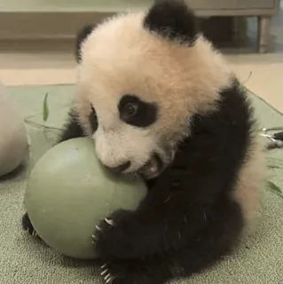 ✨ Panda, Panda Baby, Süß, Tier, Wildtier, Bär, Niedlich telegram sticker