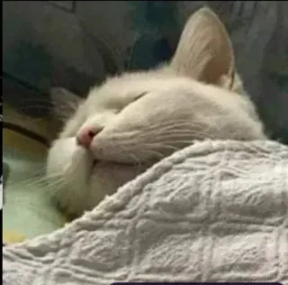 😴 cat, sleeping, animal, pet, cute, domestic cat telegram sticker
