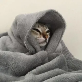 🪐 cat, blanket, cute, animal, pet, cozy, funny, meme telegram sticker