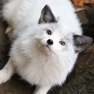 🦊 whatsapp sticker