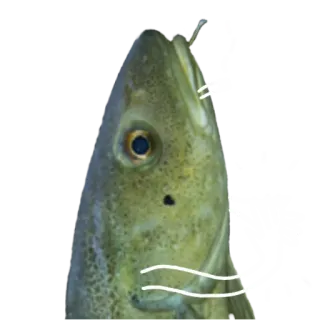 👏 fish, animal, sea life, nature, marine animal whatsapp sticker