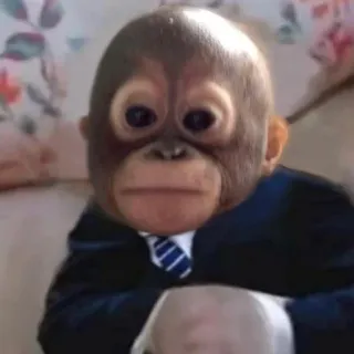 🤓 Baby Orangutan telegram sticker