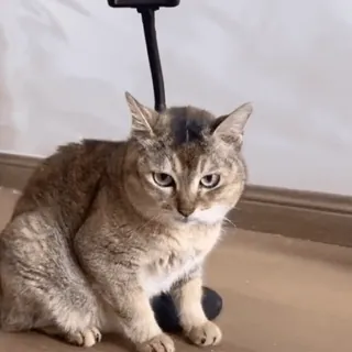 🐾 猫, 宠物, 动物, 家猫, 猫科动物 telegram sticker