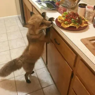 🦊 whatsapp sticker