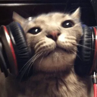 🎧 cat, headphones, music, cute, animal, pet, kitty, listening telegram sticker