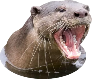 🔊 Wydra, Zwierzę, Ssak, Woda, Dzikie zwierzę, Natura, Otwarta buzia telegram sticker