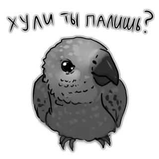 🧐 ХУЛИ ТЫ ПАЛИШЬ? Papagei, Vogel, Frage, lustig, unhöflich, beleidigend, Slang whatsapp sticker