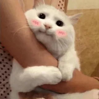 😊 고양이, 귀여운, 동물, 애완동물, 흰 고양이, 카와이 telegram sticker