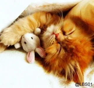 😴 @LBS01 gato, gatito, animal, lindo, mascota, conejo, durmiendo whatsapp sticker