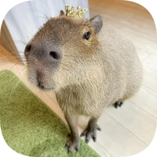 👸 capybara telegram sticker