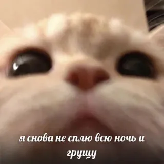 🤍 я снова не сплю всю ночь и грущу gato, meme, noite, triste, sonolento telegram sticker