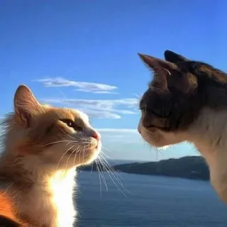 🥰 猫, 動物, ペット, 自然, 海, 空 telegram sticker