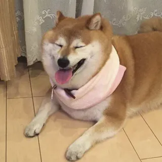🐕 Hund, Shiba Inu, Haustier, Tier, süß, glücklich, Haustier telegram sticker