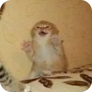 🐦 猫, 小猫, 动物, 可爱, 生气, 搞笑 whatsapp sticker