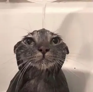 🚿 cat, bath, shower, wet, animal, domestic animal telegram sticker