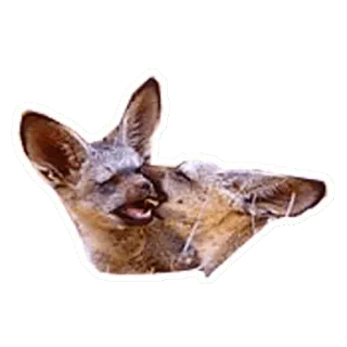 ☠ jackal, kiss, animal, wildlife, love, affection, cuddle telegram sticker
