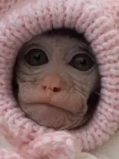 🤨 aap, baby aap, schattig, dier, roze hoed, primaat whatsapp sticker