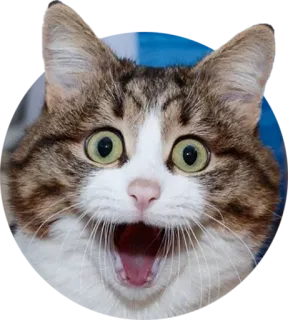 😮 cat, surprised, shocked, kitten, domestic cat, mammal, animal telegram sticker