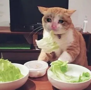🥺 kucing, menangis, sedih, makan, selada, meme telegram sticker