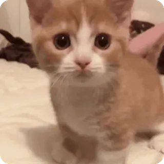 🌟 cat, kitten, cute, animal, pet, orange, white, domestic cat telegram sticker