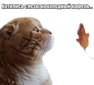 😭 Катились слезы на холодный кафель... cat, leaf, sad, tears, tile, autumn, animal telegram sticker
