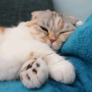 🪐 cat, sleeping, animal, pet, cute, domestic, feline telegram sticker