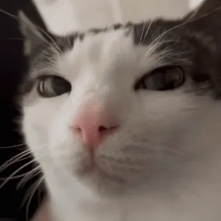 👀 cat, funny, meme, feline, pet, expression, look telegram sticker