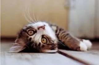 😞 kitten, cat, animal, cute, pet, domestic animal, feline telegram sticker
