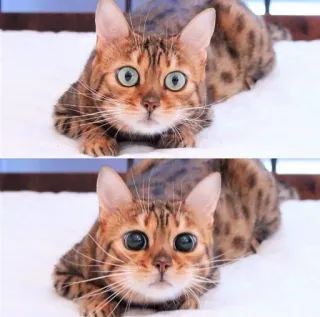 😍 gato, animal, mascota, lindo, ojos, gato bengala telegram sticker