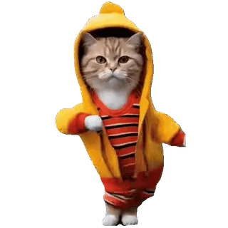 💃 chat, sweat à capuche, animal, animal de compagnie, mignon, chaton telegram sticker
