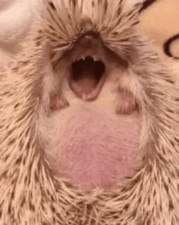 🦔 ёж, животное, милый, зевающий, питомец telegram sticker